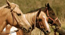 Equestrian Program