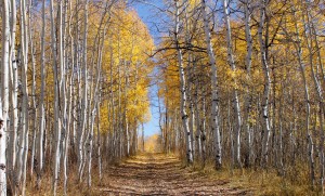 Trail In Fall